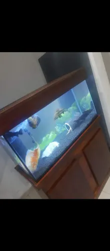 Aquário 200 litros com móvel ,troco por algo do meu interesse 