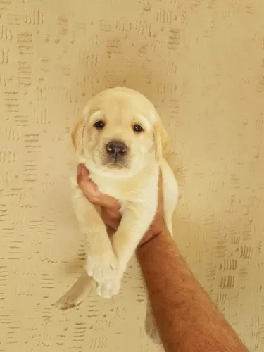 Labrador Chocolate/Preto/Amarelo - todos com Pedigree e assistencia veterianaria gratuita