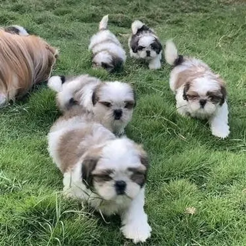 Filhote de Shih Tzu: uma bolinha de pelos cheia de alegria!