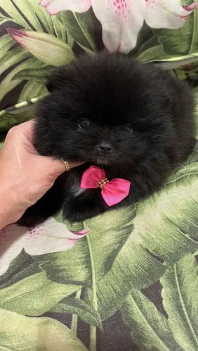 Spitz Alemão Miniatura Pretinho