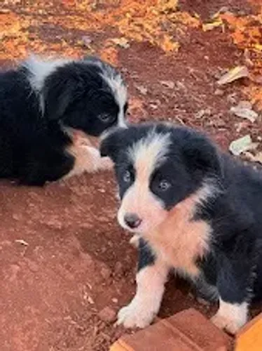 Filhote de Border Collie Femea