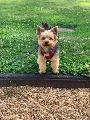 Filhotes Yorkshire Terrier adota brincar na grama 