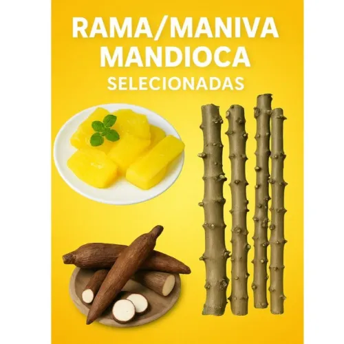 Rama/Maniva Mandioca amarela