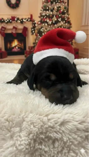 Filhotes de linguicinha/ Teckel / Dachshund 