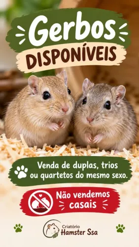 Gerbil