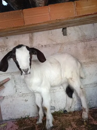 Cabrito