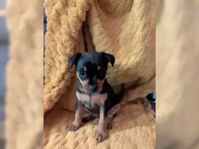 Pinscher/Pincher Baby de Porte Pequeno Macho e Fêmea com Garantias