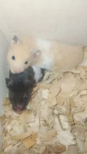 Hamster
