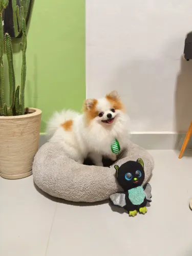 COBERTURA Lulu da Pomerania