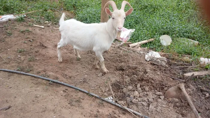 Venda