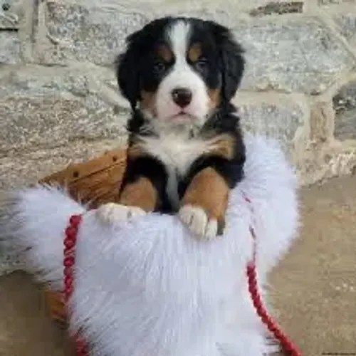 Bernese mascotes