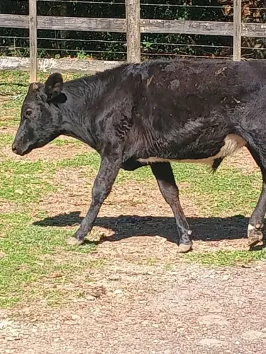 Boizinho