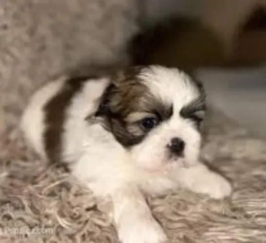 Lhasa Apso Filhotes Verdadeiros Sonhos.