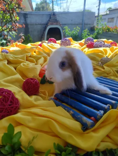 Coelho mini Lop disponível