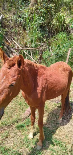 Egua Piquira