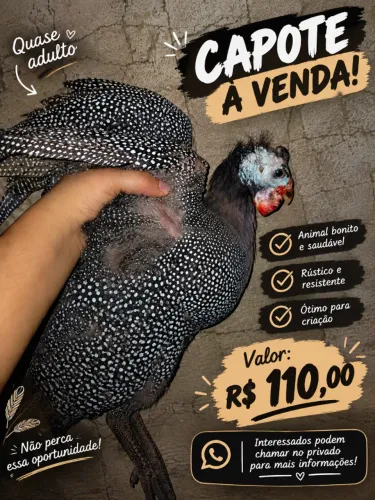 ? CAPOTE QUASE ADULTO À VENDA