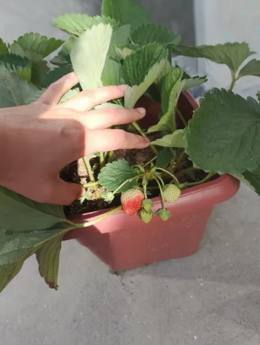 Mudas de morango 
