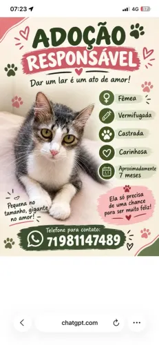 Gato