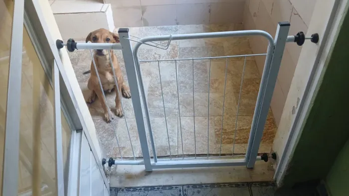 Grade p/ cachorro 