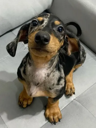 Dachshund Presença Especial Em Qualquer Ambiente