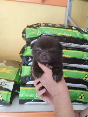 Shih Tzu com Spitz alemão fêmea 