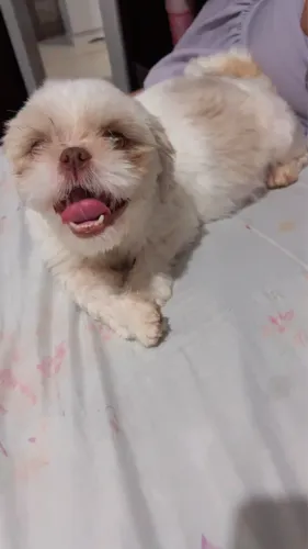 Filhote de lhasa apso