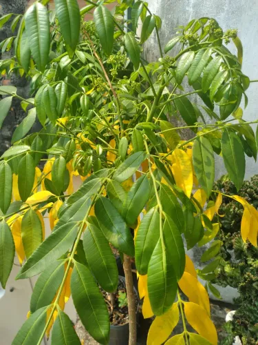 Mudas Frutíferas 