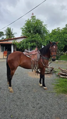 ÉGUA MESTIÇA QUARTO DE MILHA