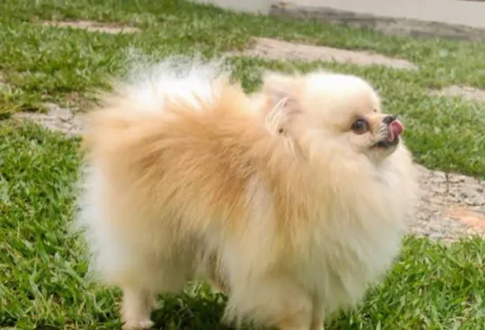 Lulu