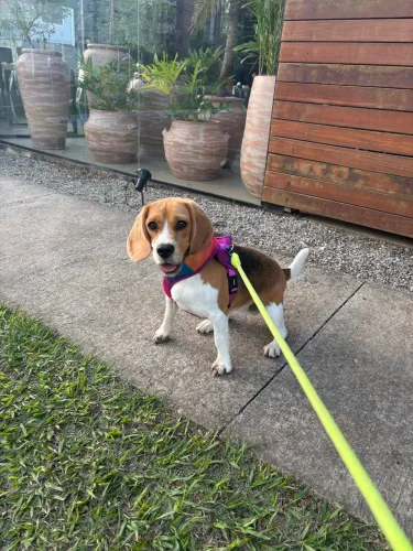 Beagle fêmea