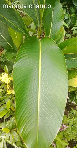 Jardim planta maranta charuto