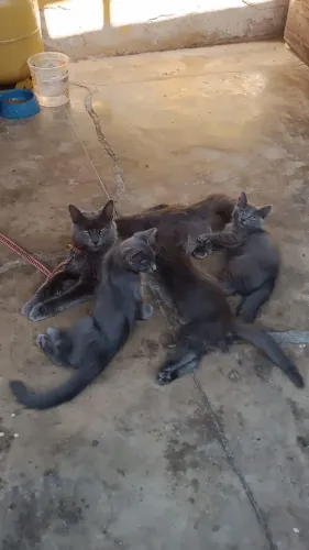 Russian BLUE Puro - Gato Cinza Anti Alergenico