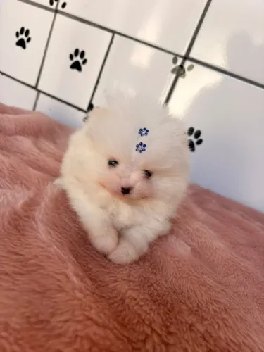 Filhotes de Lulu da Pomerânia anão (Spitz alemão) Lindos!