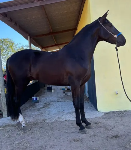 Cavalo preto filho Mussolini da Pedra Verde em mãe filha do Elfo