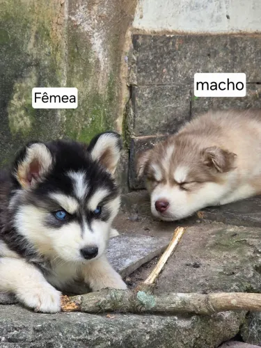 Filhote Husky Siberiano leia a descrição