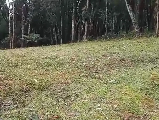TERRENO no bairro Pinheiro Grosso em Canela