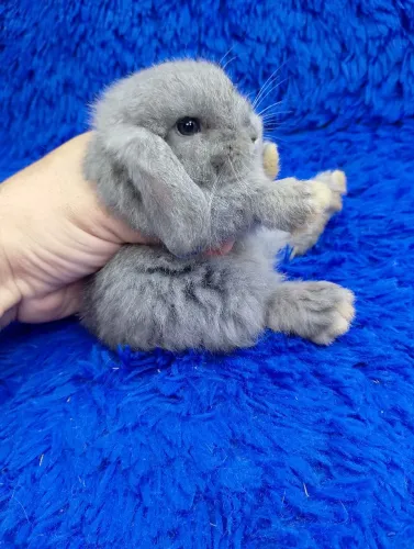 Mini Lop Uruguai 