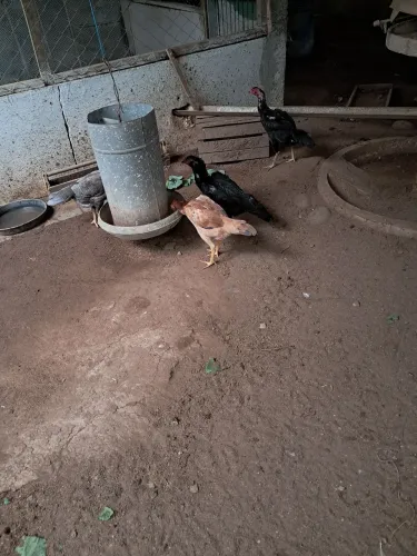 Vendo galinha caipira e preta