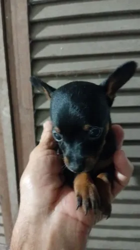 Vende-se lindos filhotes de pinsher 1 e 0