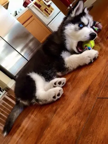 Husky siberiano Um doguinho que conquista naturalmente