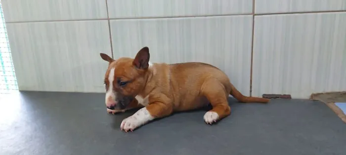 Bull Terrier Inglês,chamar what's