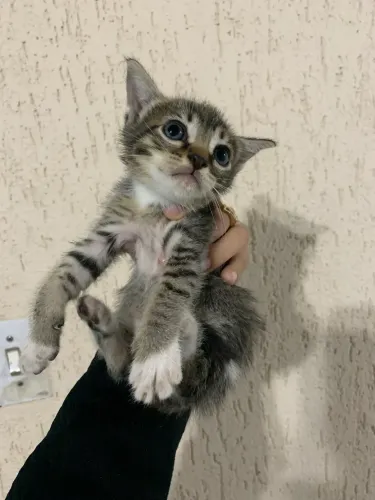 Gatinhos para adoção 