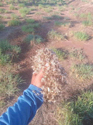 Semente de capim andropogon 