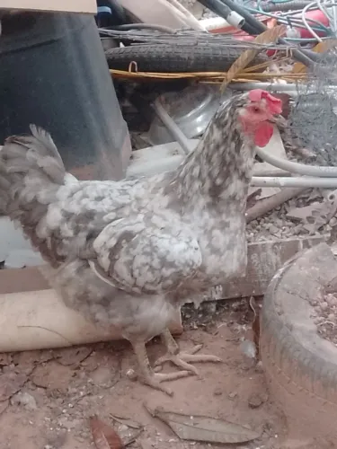 Galinha GSB balão