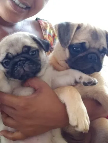 Filhotes - Pug -