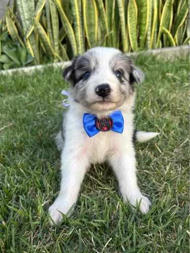 Cachorro bordei collie