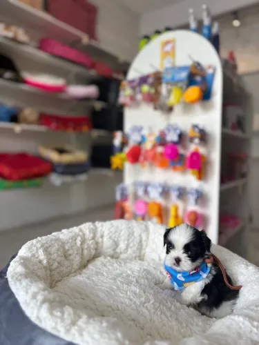 Shih Tzu Macho 10x R$160
