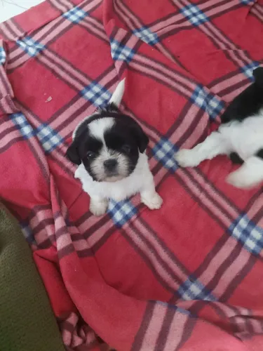 Filhote de shiatsu fêmea e macho
