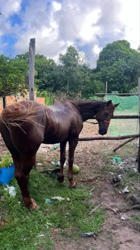 cavalo