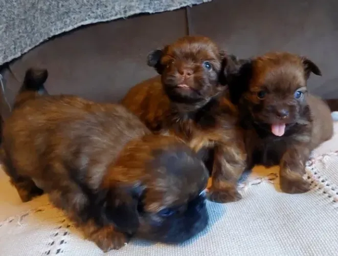 Filhotes de Shih Tzu Rajado - Fêmeas disponíveis.